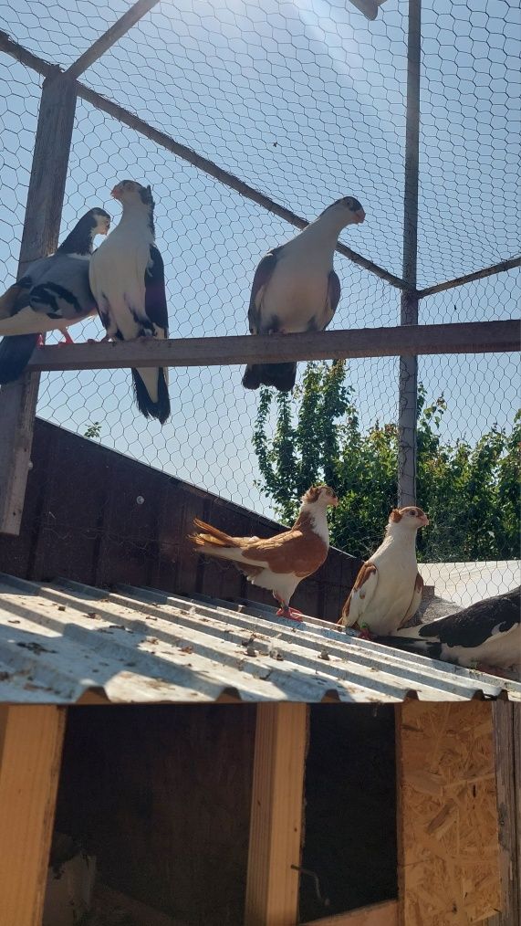 Porumbei gălățeni
