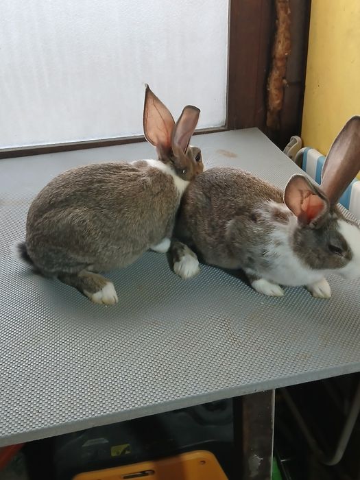 Hycole francez masculi și femele