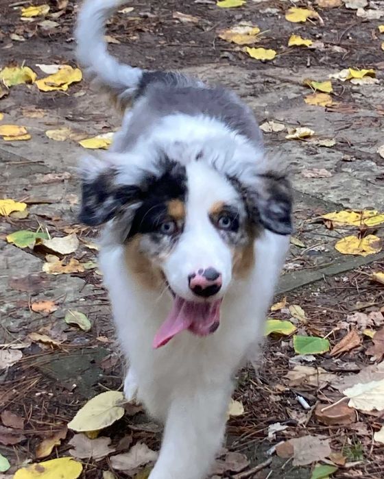 кученце,австралийска овчарка,мъжкар,на 4 месеца, ваксини,паспорт и чип