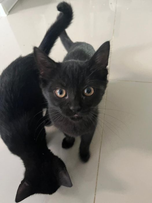 Donez două pisicuțe negre