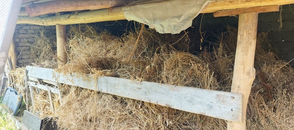 Beda sotiladi turishi