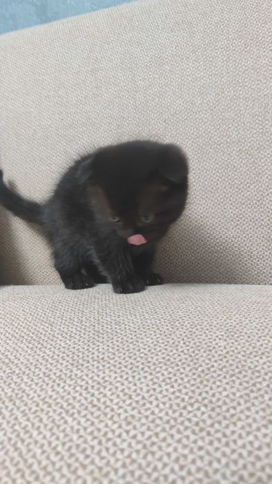 Продам котенка породистого