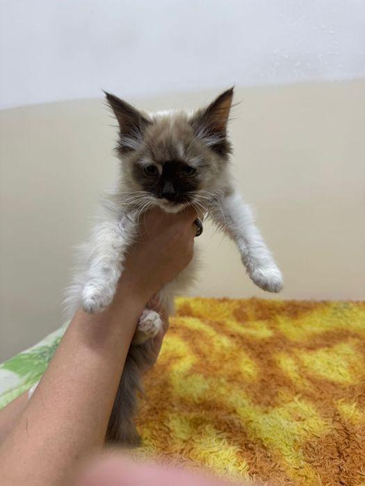 Отдам котенка в хорошие руки