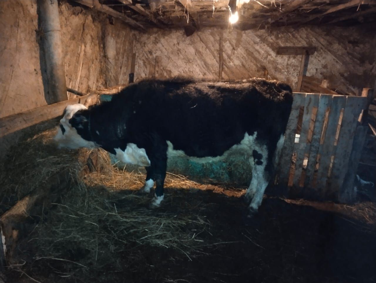 Продам кораву стеленую