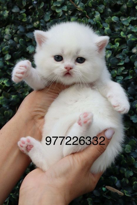 Британский  котенок