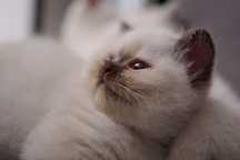 Pui pisica British Shorthair