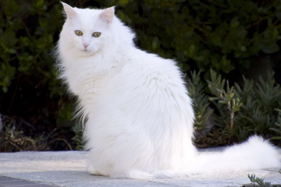 Кот в добрые руки