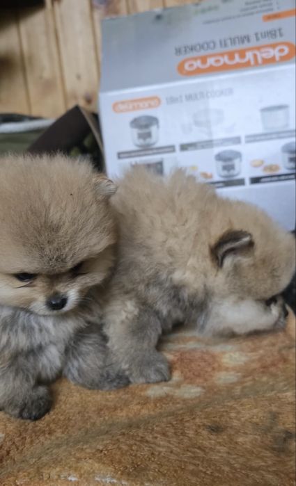 Чистокръвни померани