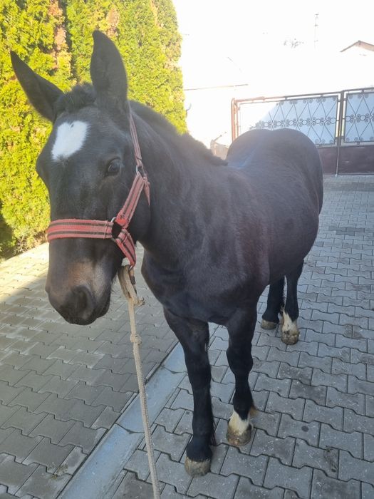 Mânzi de 6 luni caută un alt stăpân