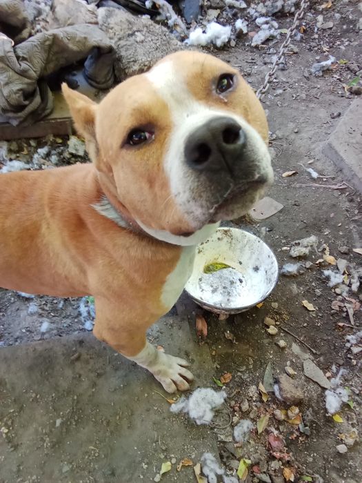 Продам немецкий питбуль 1год,2 мес,мальчик,80000 тг