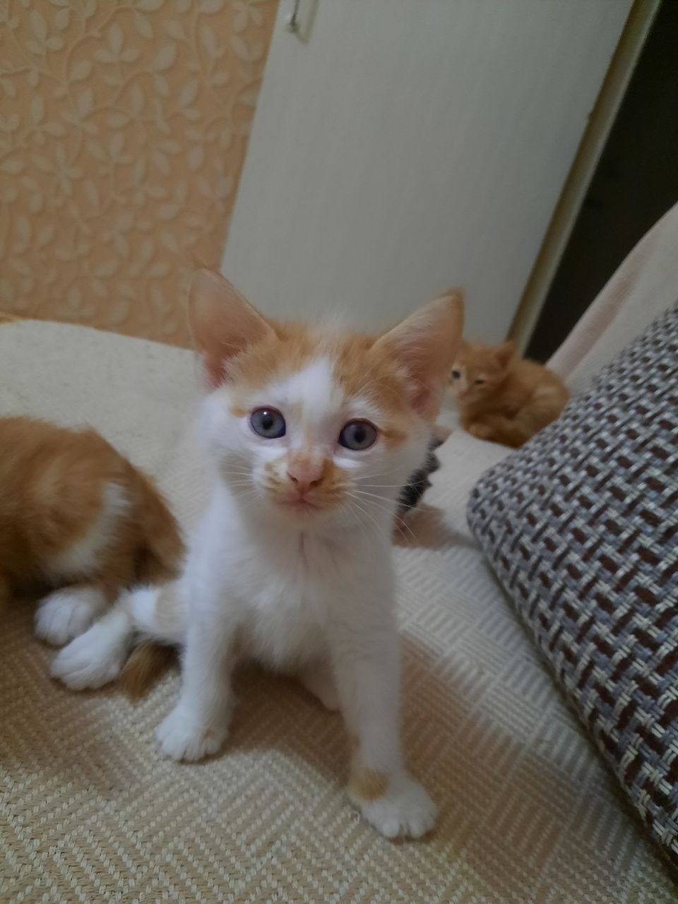 Котята в добрые руки!