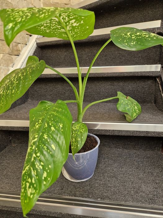 Dulap sertare,tuia,magnolia, manusi gradina cu gheare