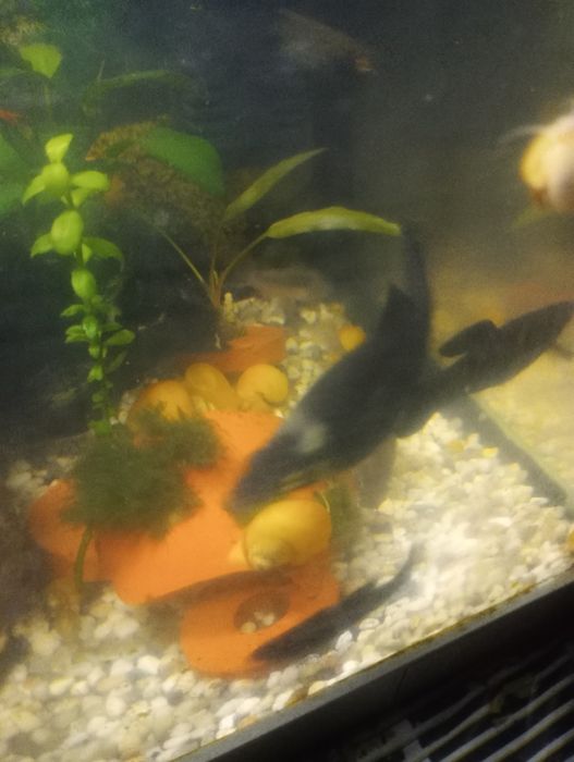 Schimb pești molly cu plante de suprafață de acvariu