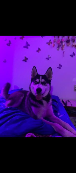 Huscki ochii albastri