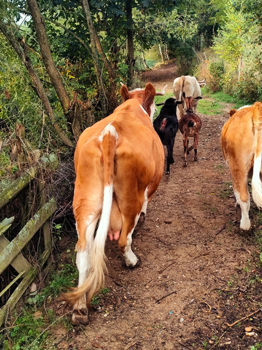 Vaca de vanzare zona Horea