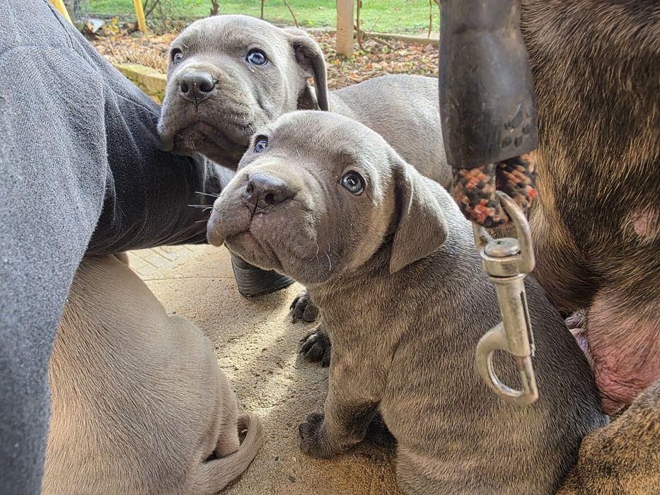 Кане корсо чистокръвни