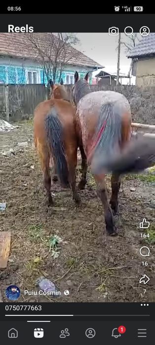 Vand  1 cal si o iapa