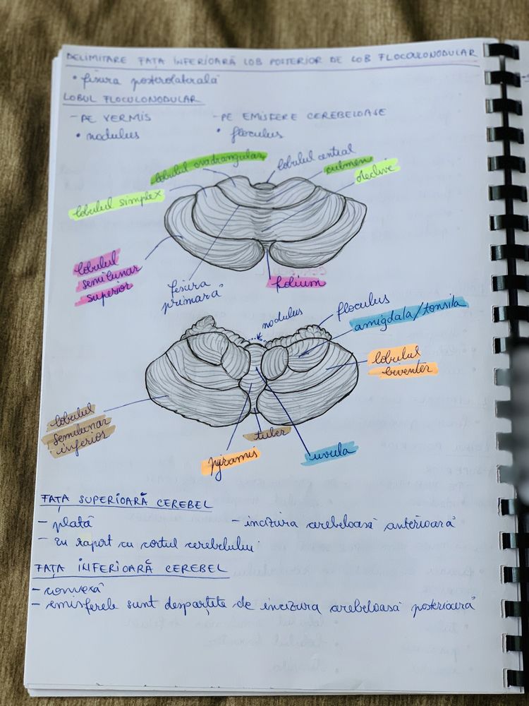 Caiet notite anatomie an 1 semestrul II