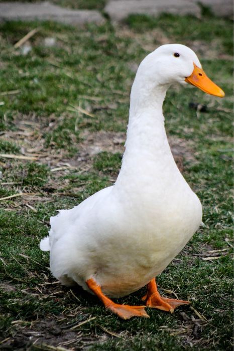 Утка пекинский порода өте жақсы бәрі ақ түсті 5 айлық 1шт 6000тг т.б.