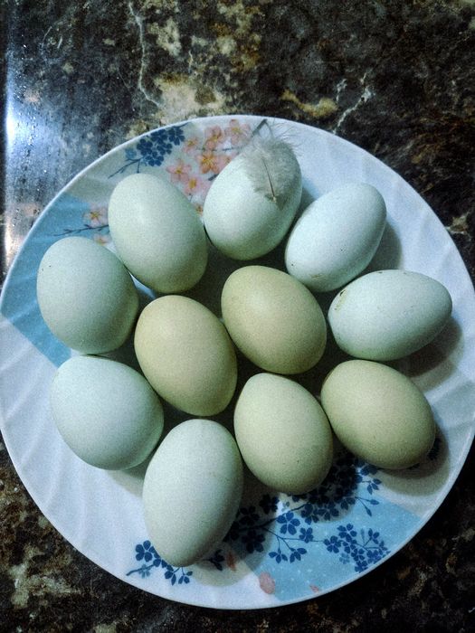 Легбар и Амераукана (в наличии)Инкубационные яйца