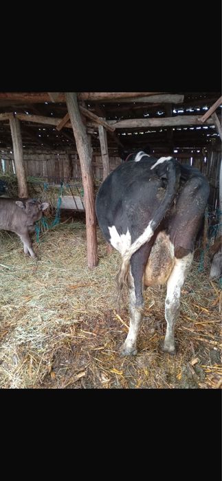 Vand 4 vaci gestante