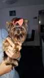 Yorkshire terrier toy