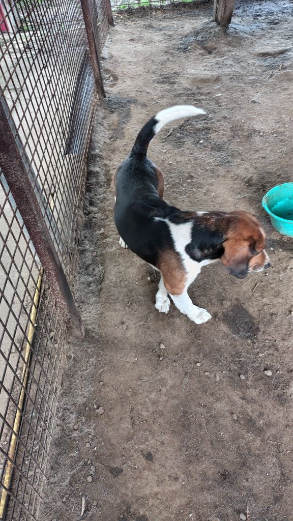 Ofer spre adopție Beagle