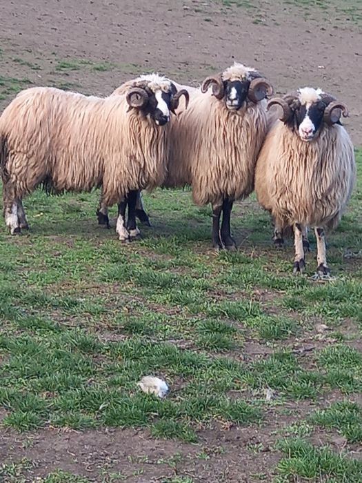 Disponibili 2 strămiori și 1 mior brezi