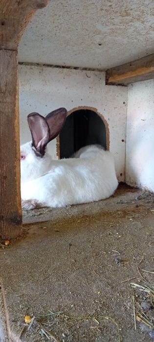 De vânzare uriaș de Transilvania