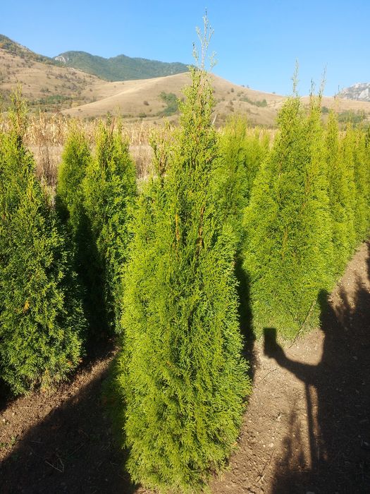 Vand leylandii 150-160 cm ,  gard viu