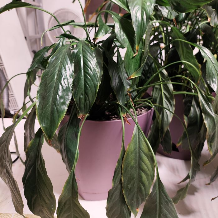 Комнатное растение спатифиллум