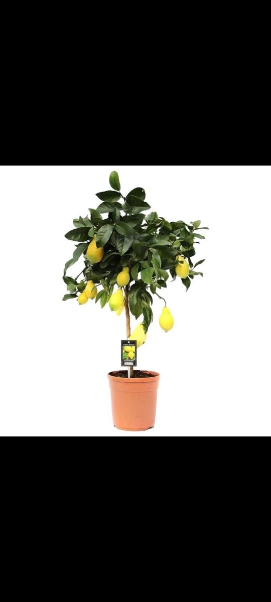 Лимоны Мандарины комнатные растения