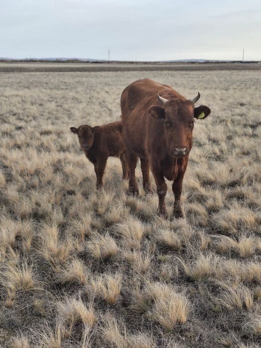 Продаётся корова с теленком