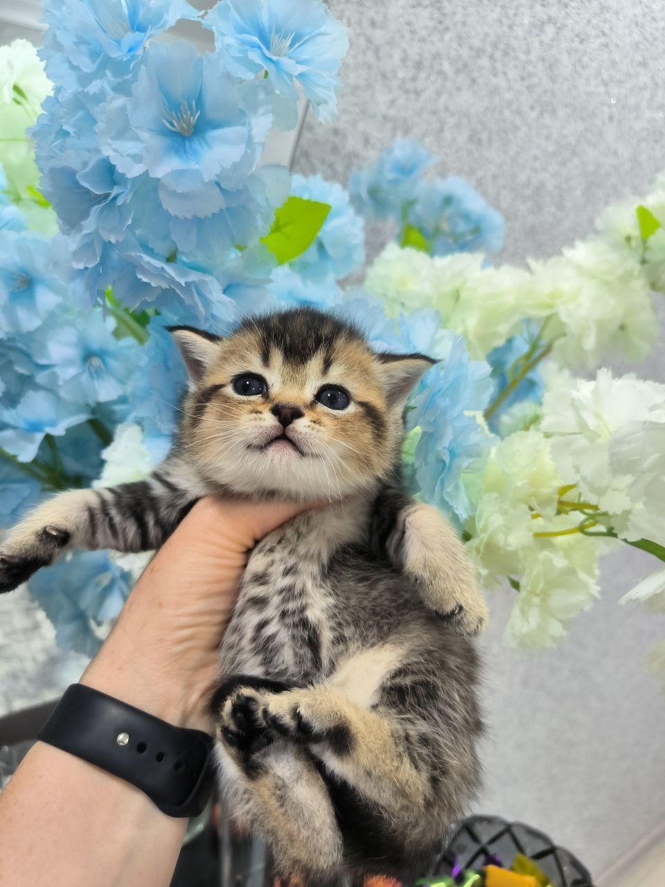 Шикарные котята от правильной вязки