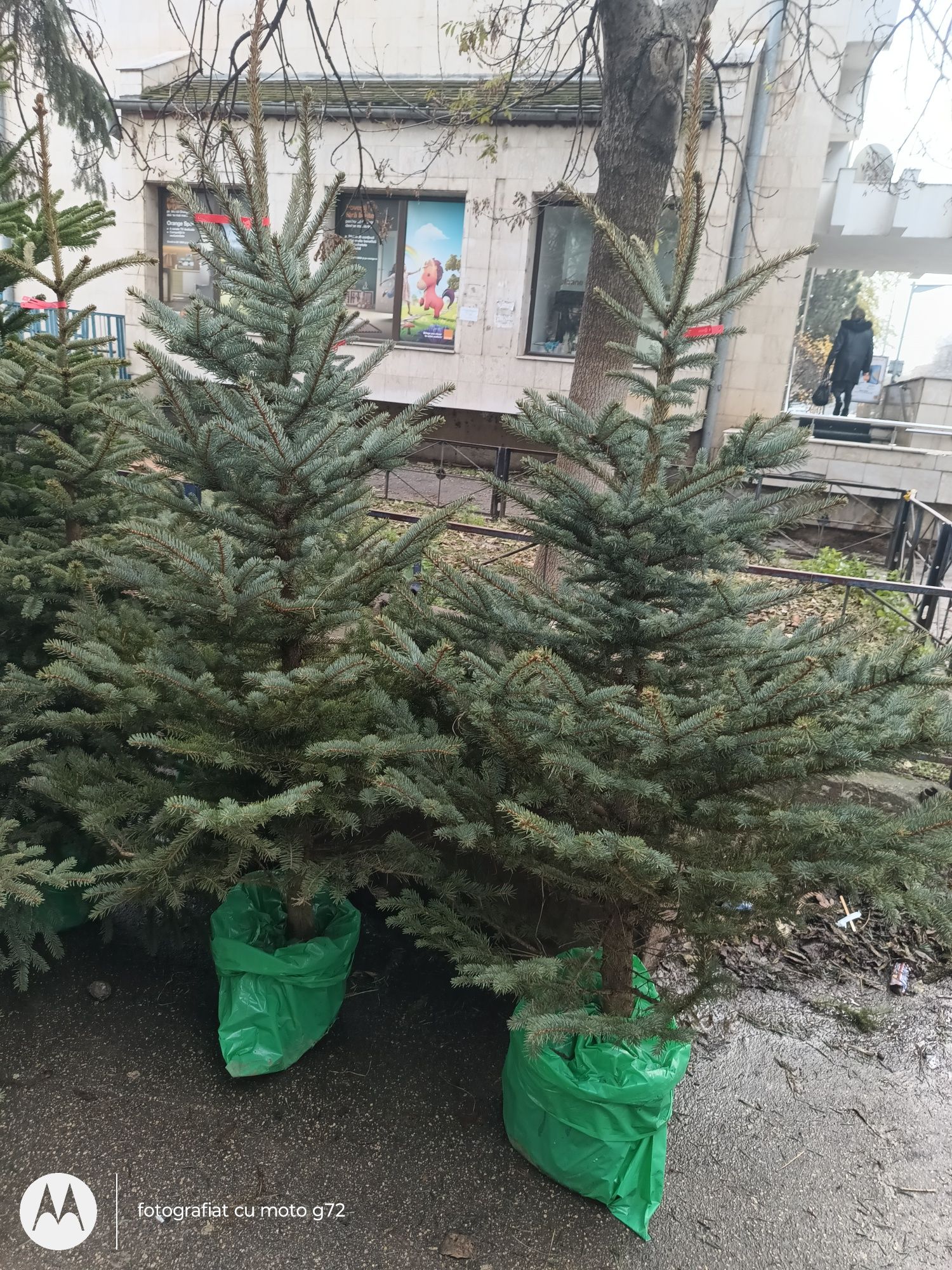 Brazi naturali la ghiveci doar angro 150lei bucata, 1,7-3m