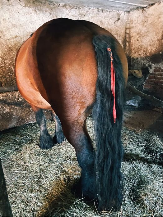 Manza ardeneza 3 ani garantata de ham posibil gestanta ! Vand schimb