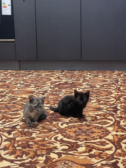 Бесплатно отдам Котенки