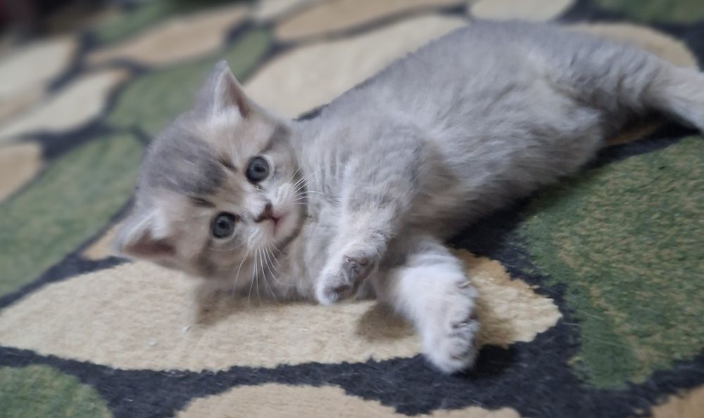 Кошки Скоттиш Страйт