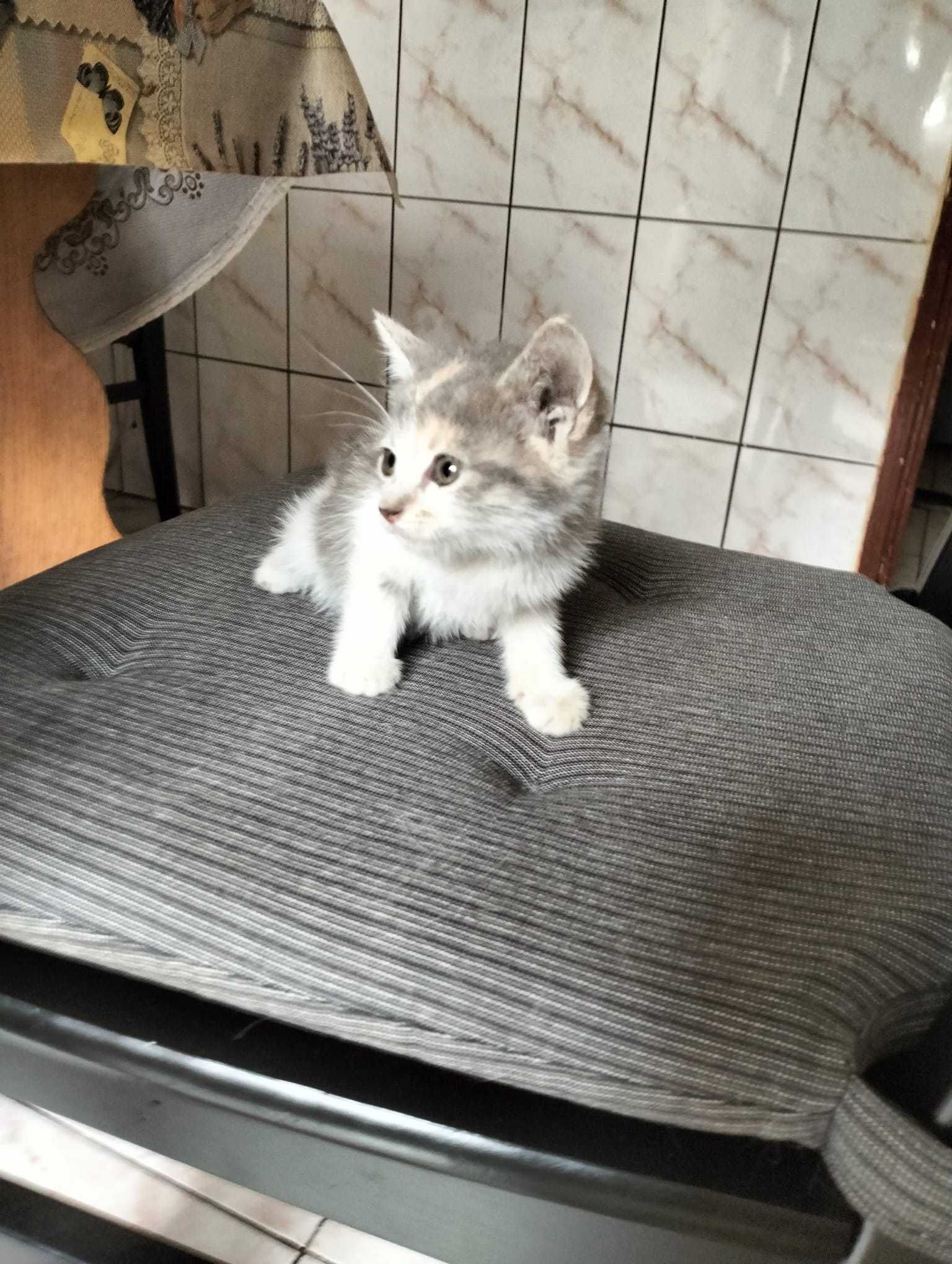 donez pui pisica 3 saptamani bucuresti sect 5