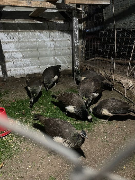 Păuni standard 2025