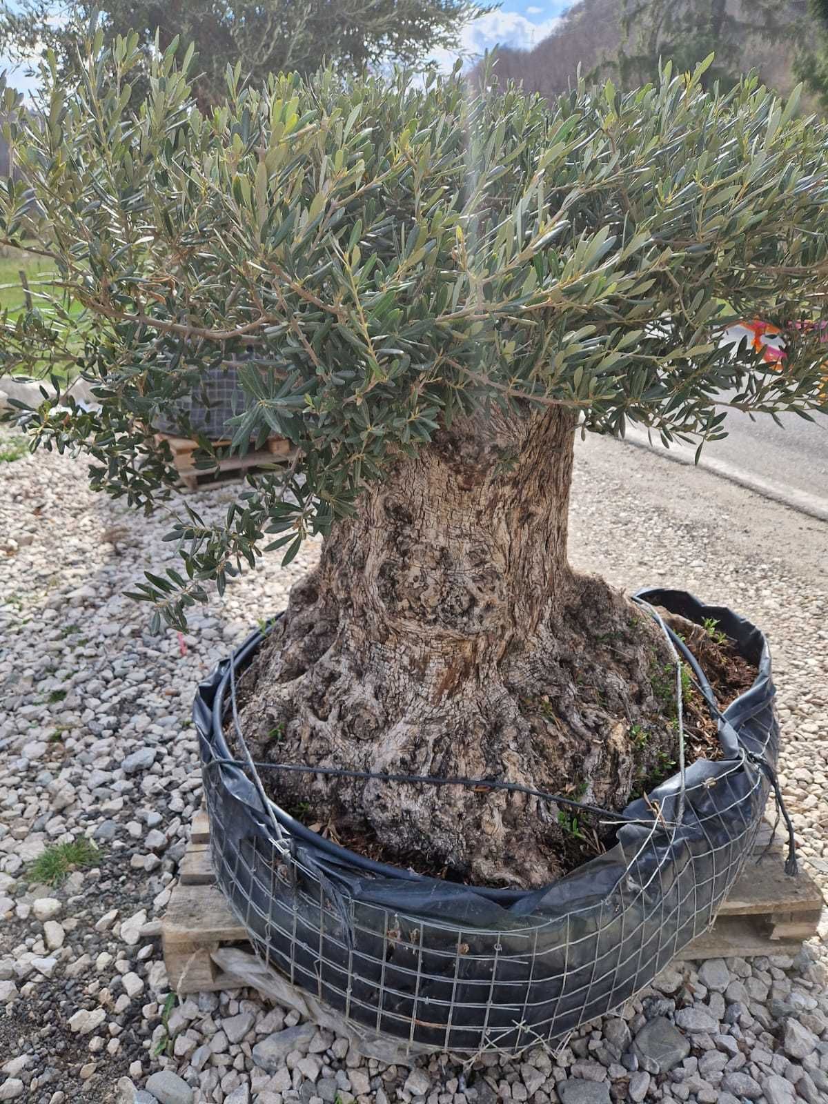 Verde viu tot anul – plante ornamentale pentru toate sezoanele