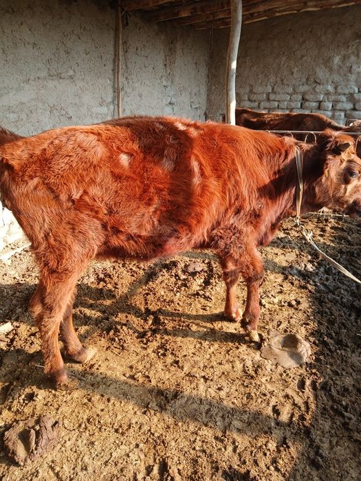 6 oylik Bugʻoʻz gʻunojin sotiladi