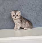 Pui Scottish Fold