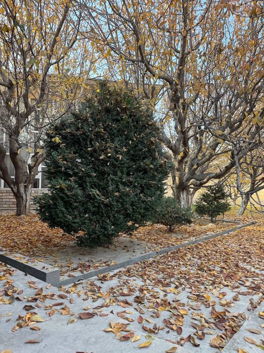 Шамшот 2 метр самавызов