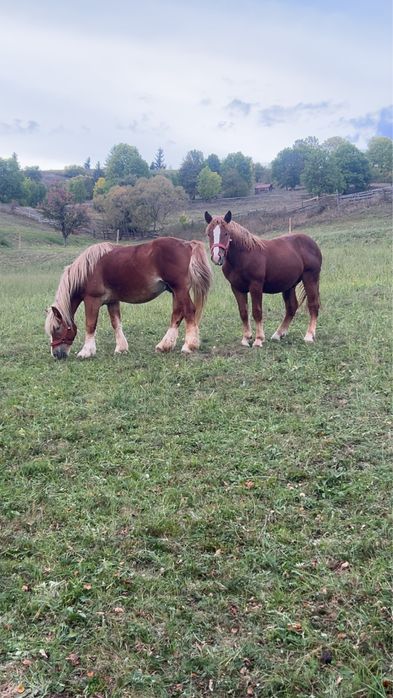 Vand manz sau schimb