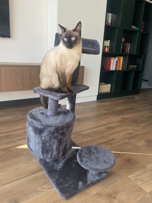 Котешка катерушка