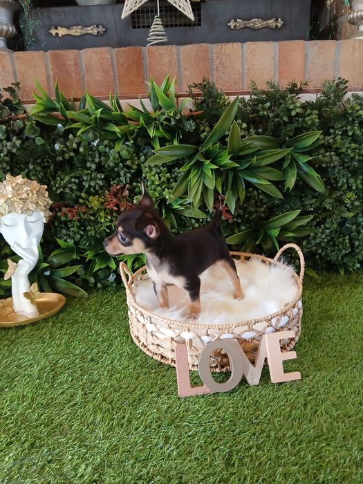 Chihuahua – 2 luni – carnet de sănătate