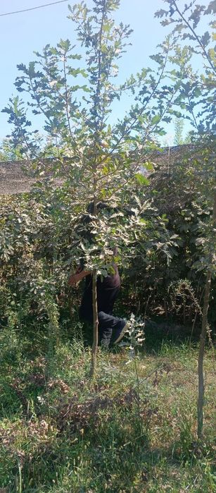 Дуп еман дарахт сотилади