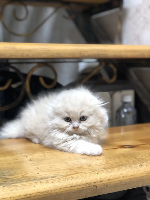 Продается котята sotilad mushu bolachalari