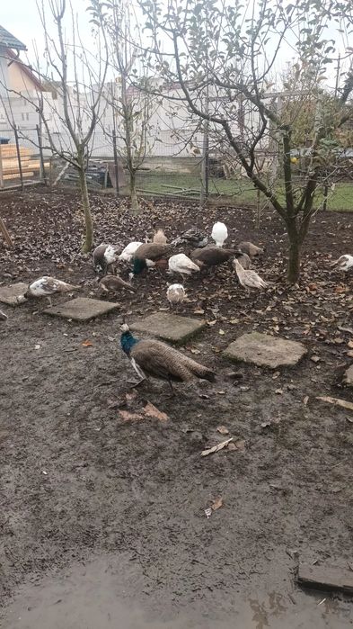 Kingi linie noua si pauni